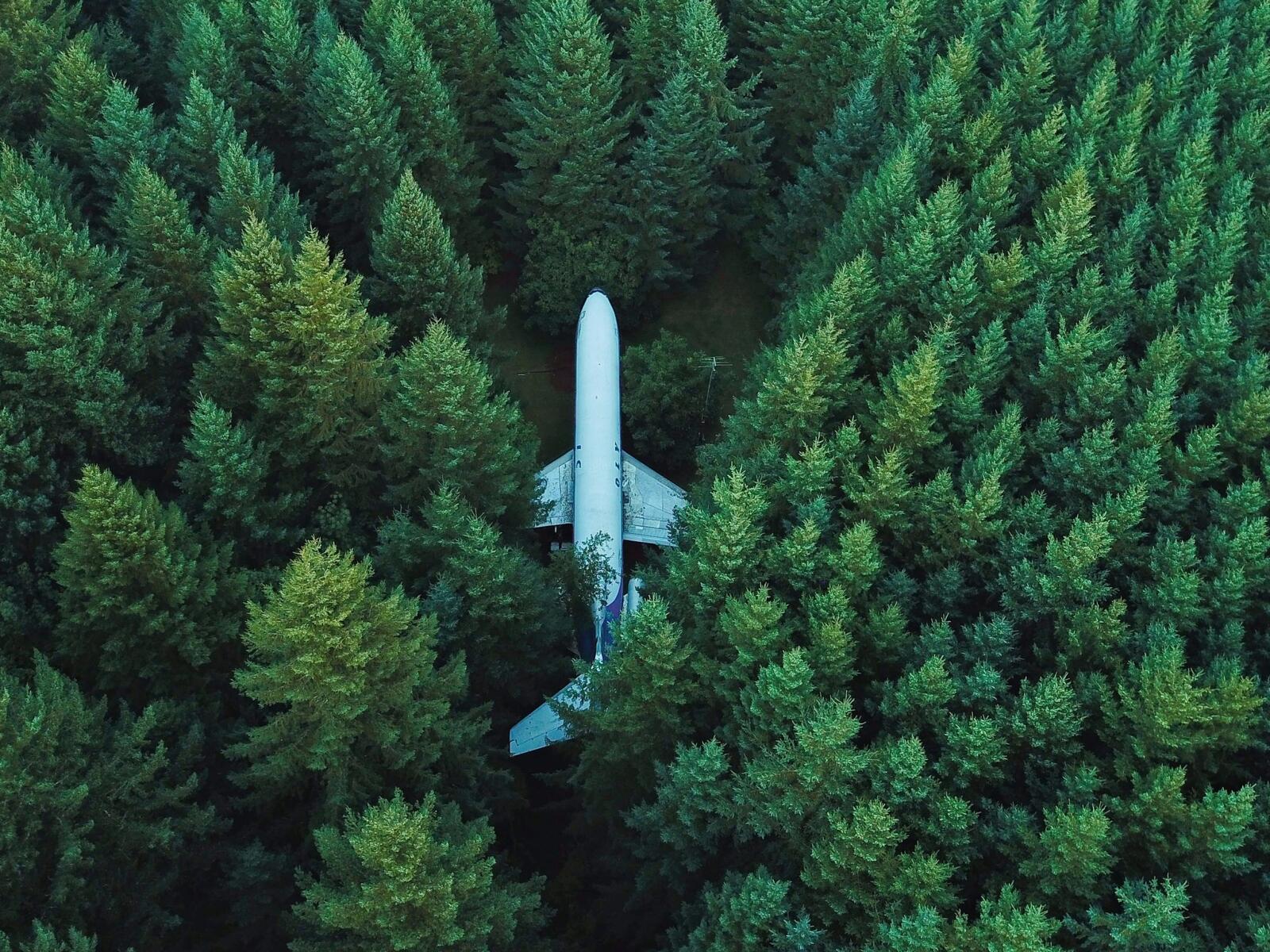 Wallpapers Airplane green forest on the desktop