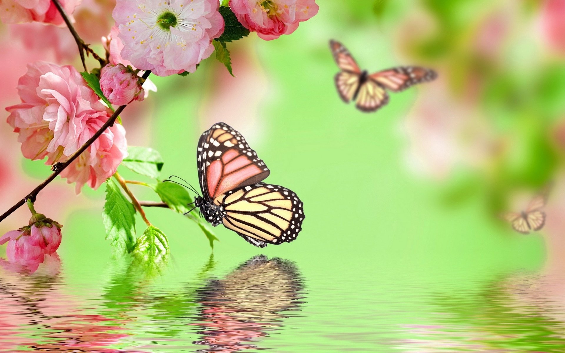 Wallpapers pink flowers butterflies flowers on the desktop