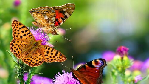 Three butterflies on a flower