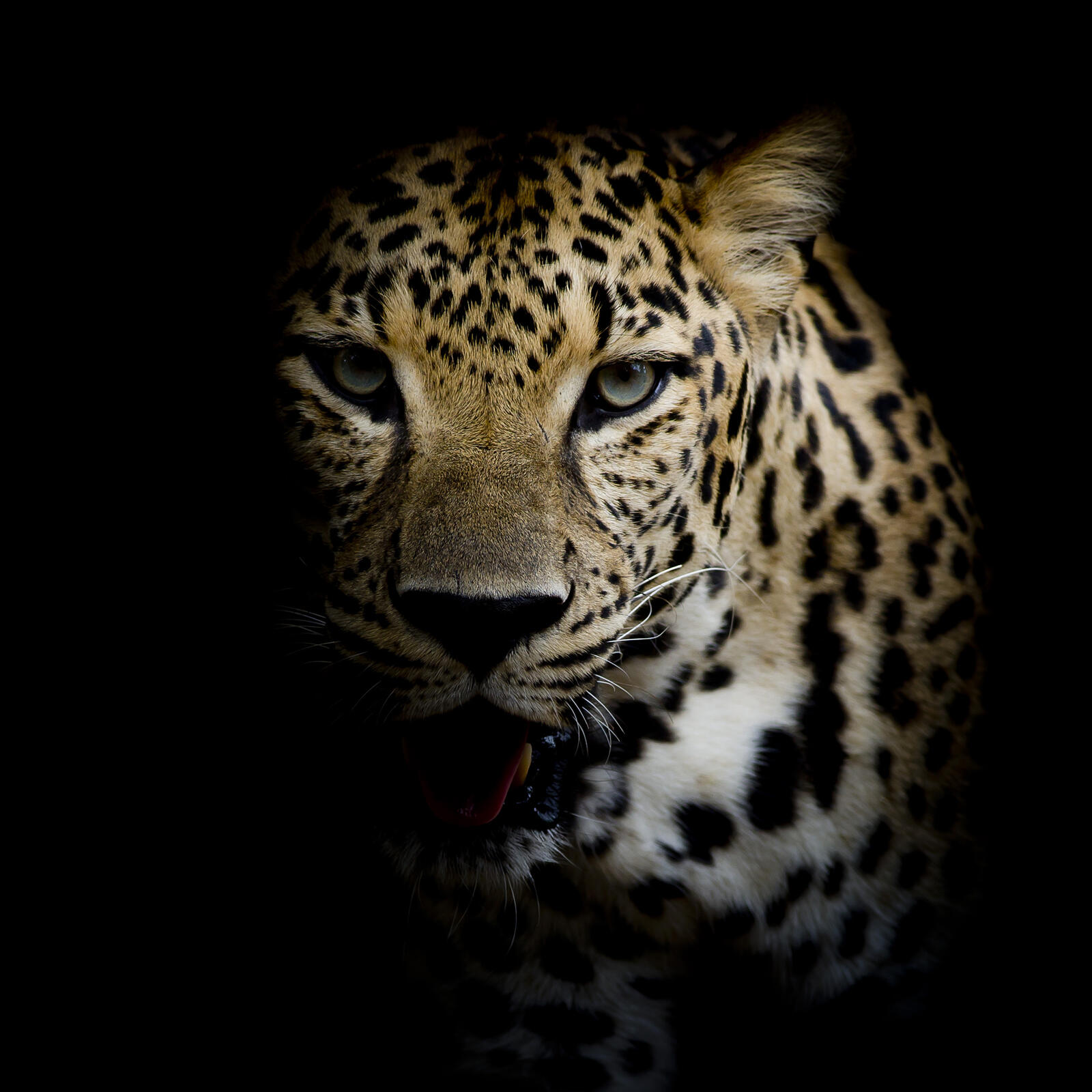 Wallpapers Leopard portrait spotted cat predatory cat on the desktop