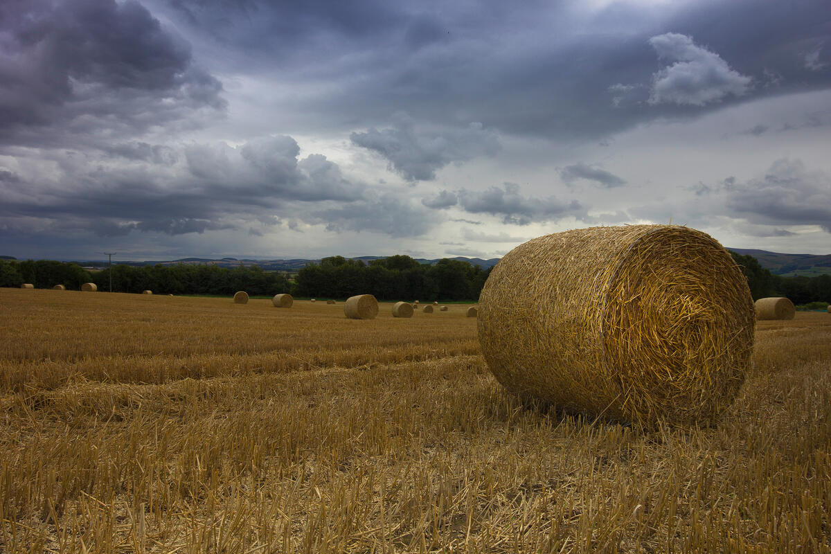 Bales on a background of the gloomy sky