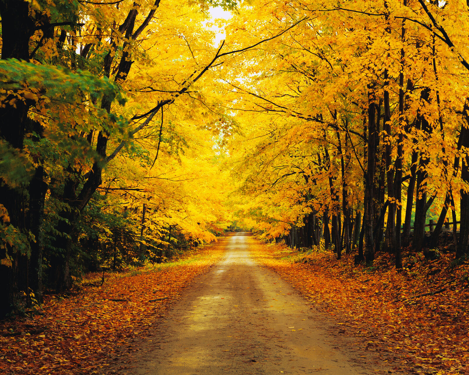 Обои дорога желтые листья деревья на рабочий стол