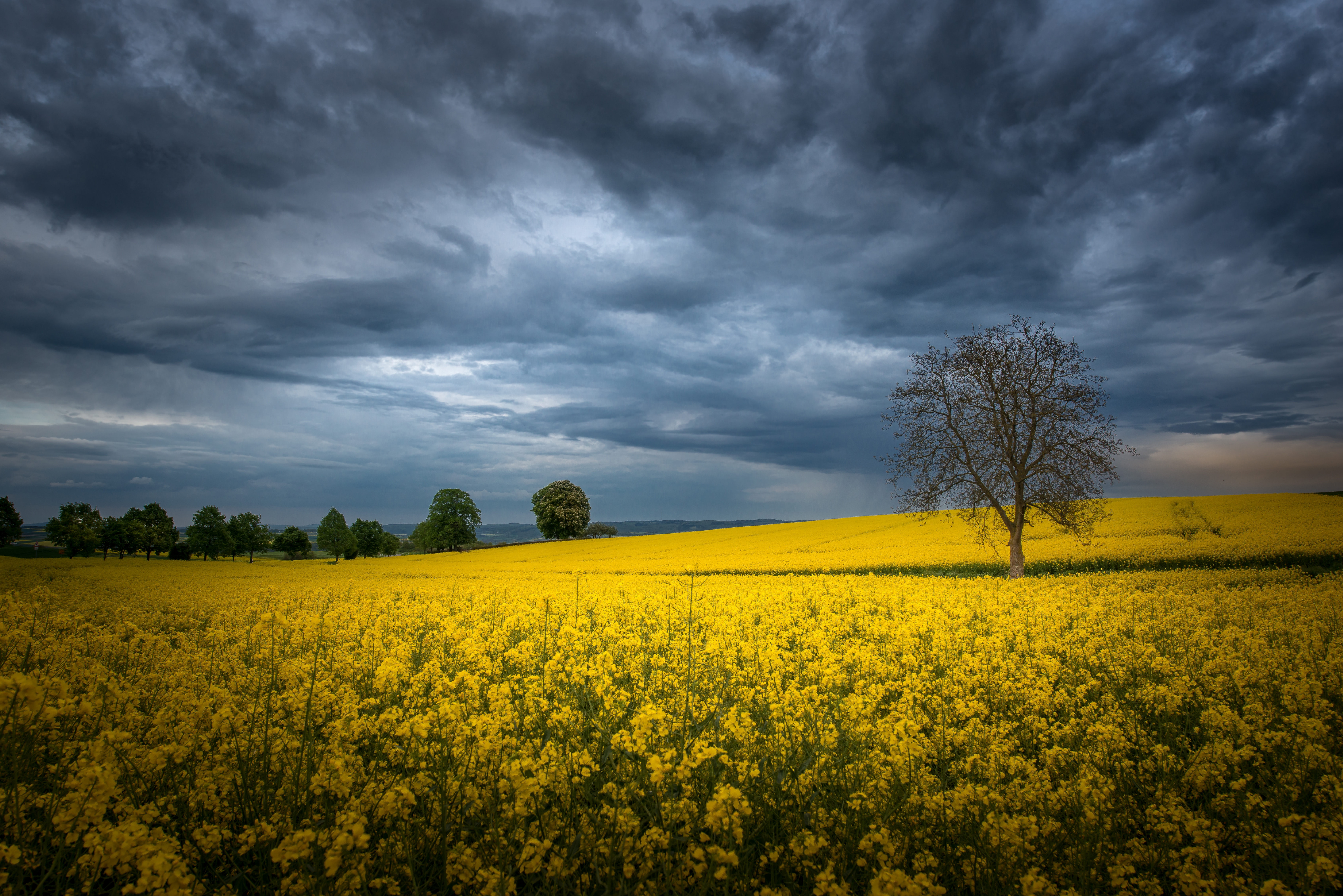 Фото бесплатно небо, облако, желтые цветы