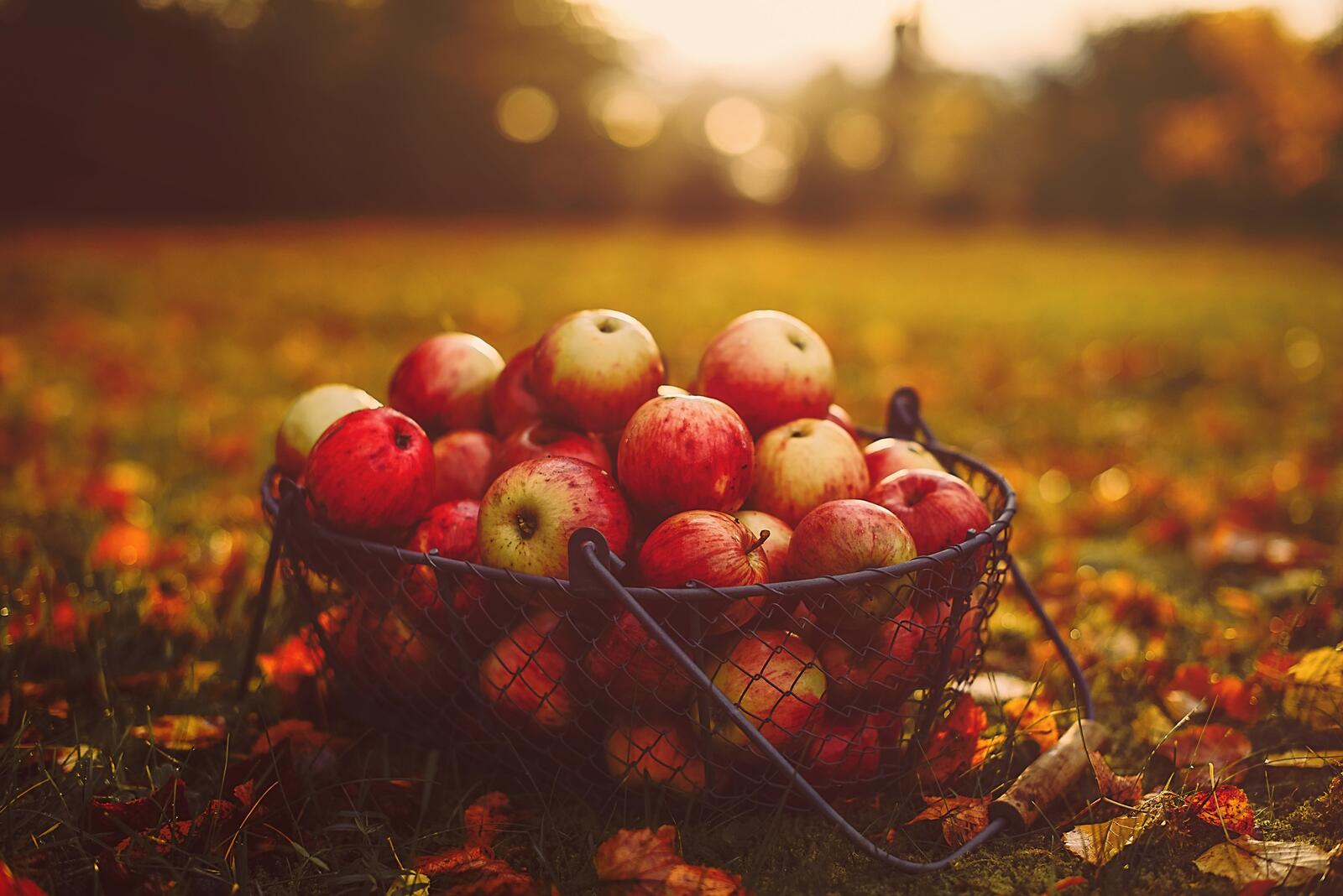 Free photo Apples in autumn garden