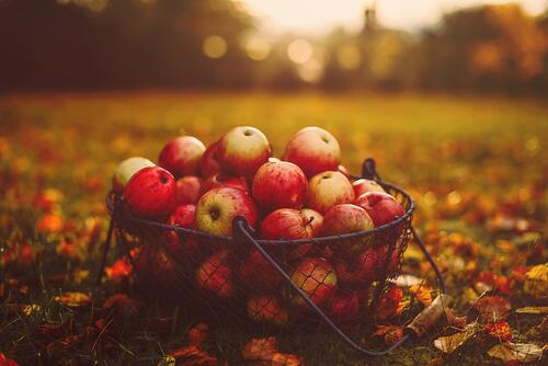 Apples in autumn garden