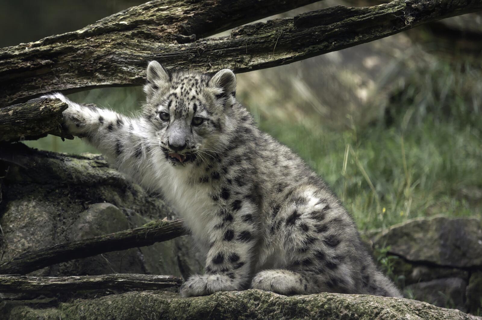 Wallpapers Young snow leopard predator kitten on the desktop