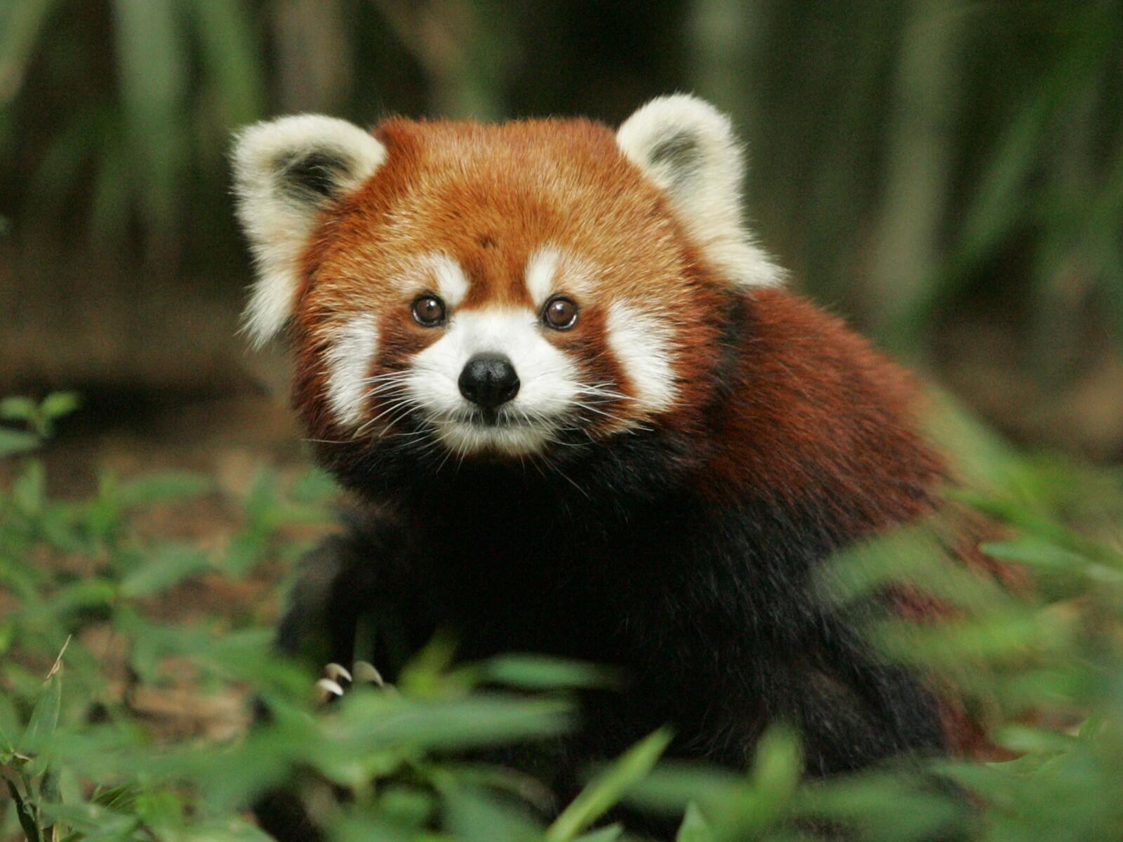 Wallpapers red panda panda nature on the desktop