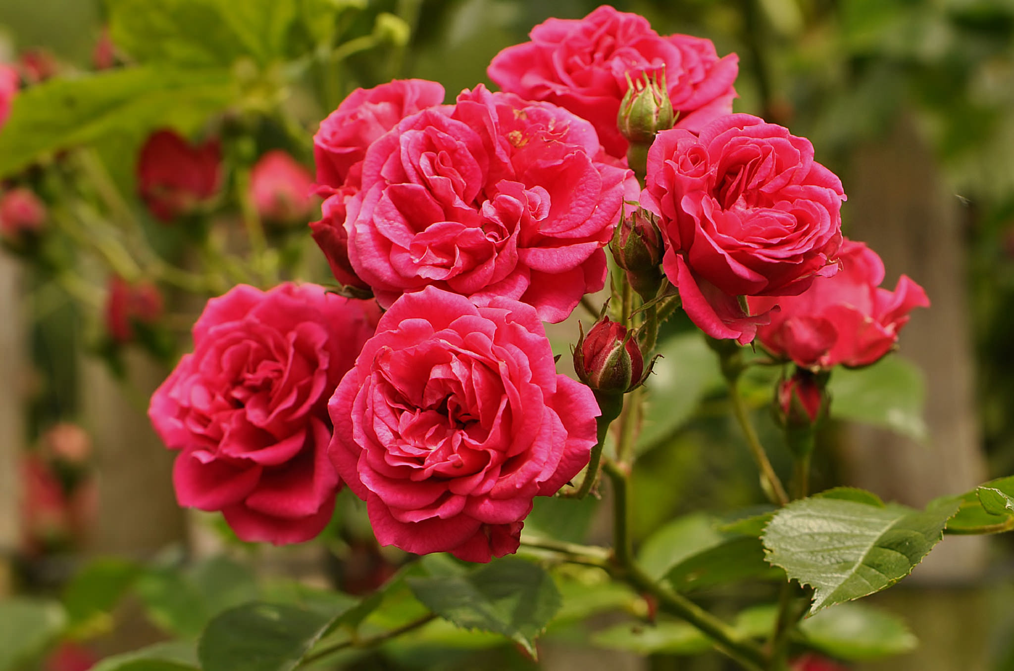 Бесплатное фото Пионовидные розы