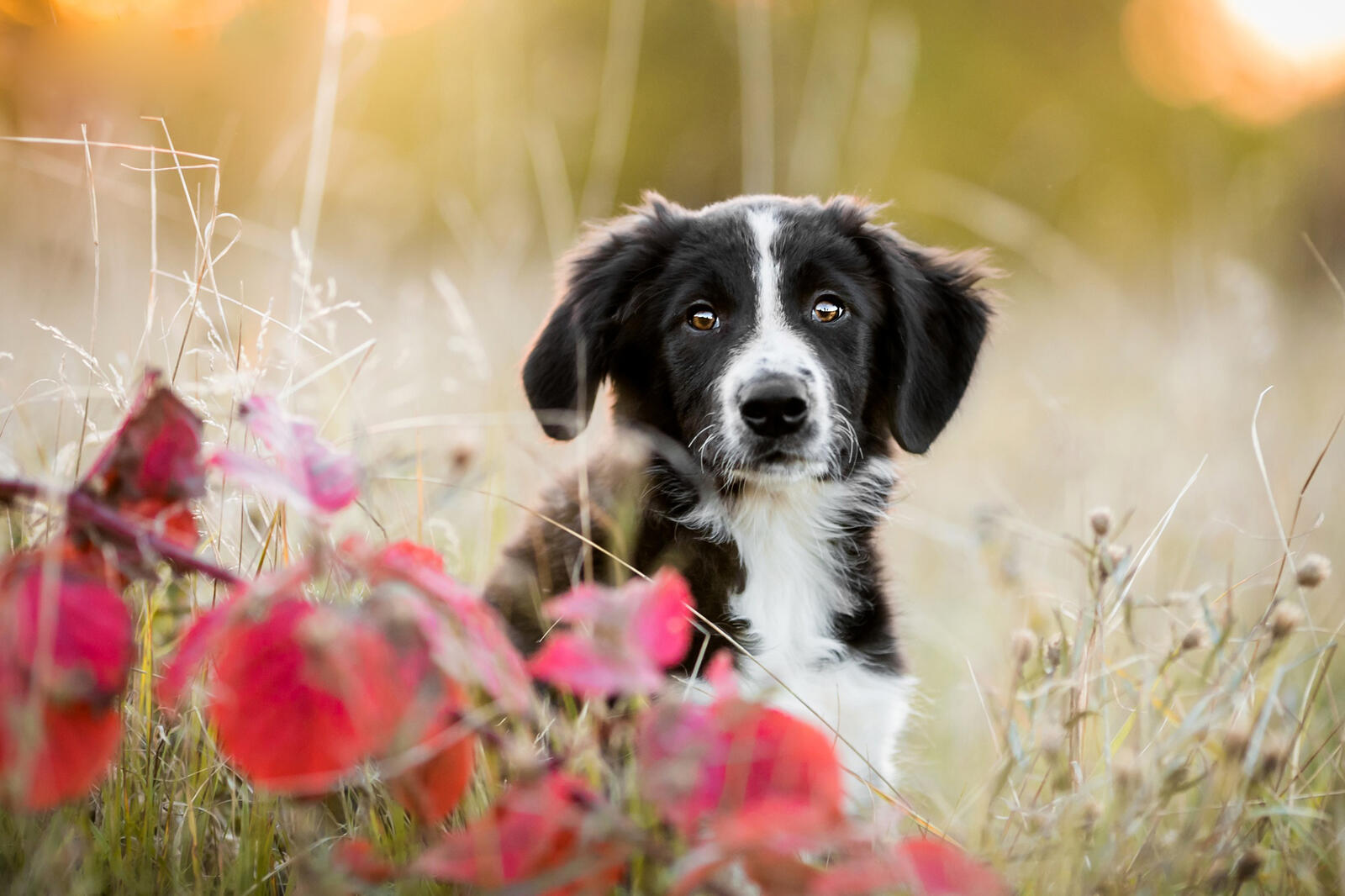 Free photo Puppy and red leaves
