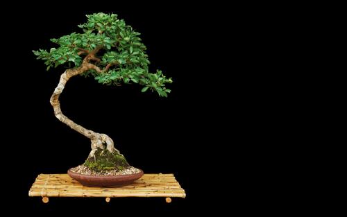 The bonsai on a black background