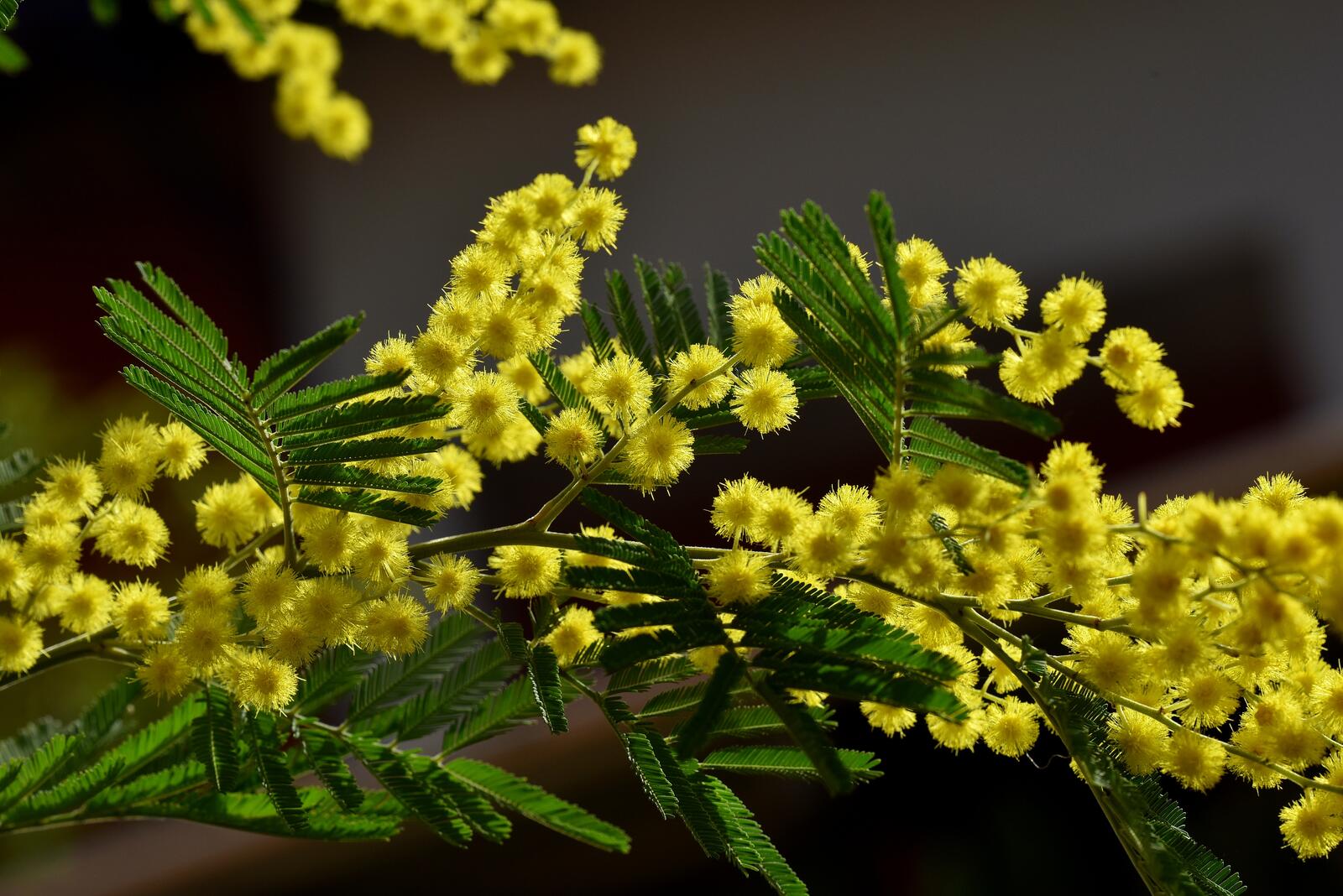 Wallpapers mimosa yellow flowers on the desktop