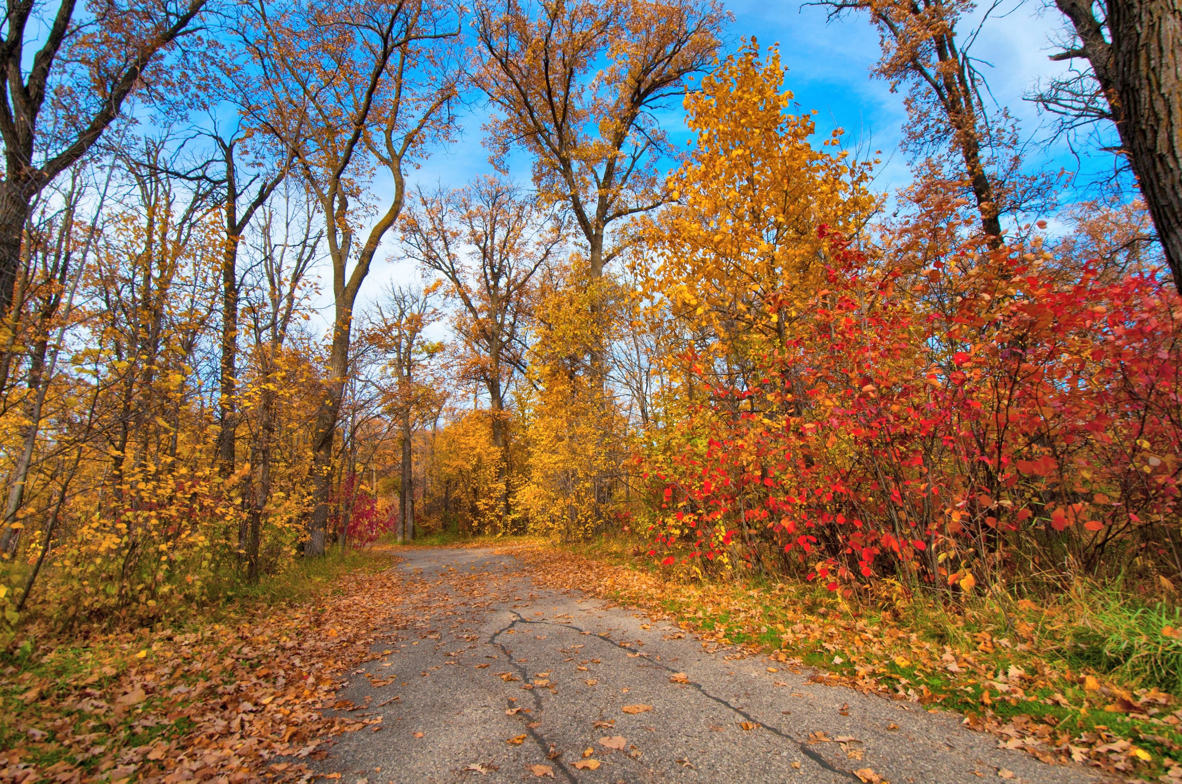 Wallpapers landscapes autumn colors road in the forest on the desktop