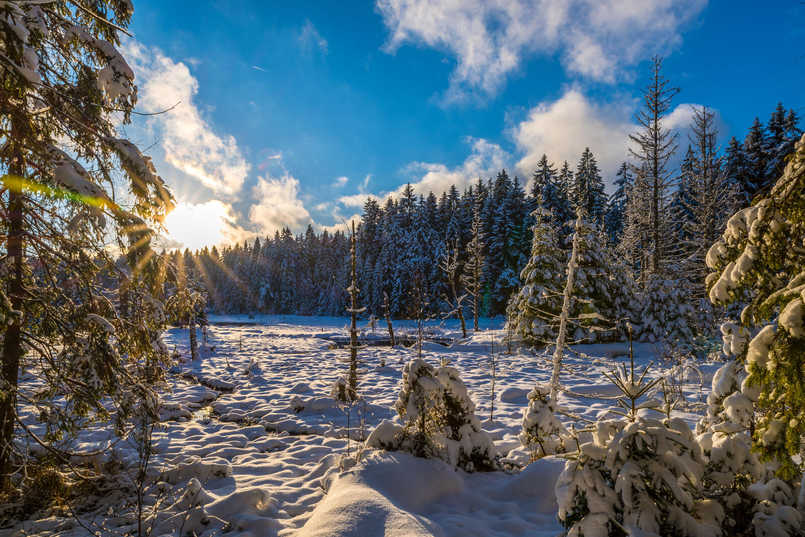 Обои снег на деревьях поле зимний лес на рабочий стол