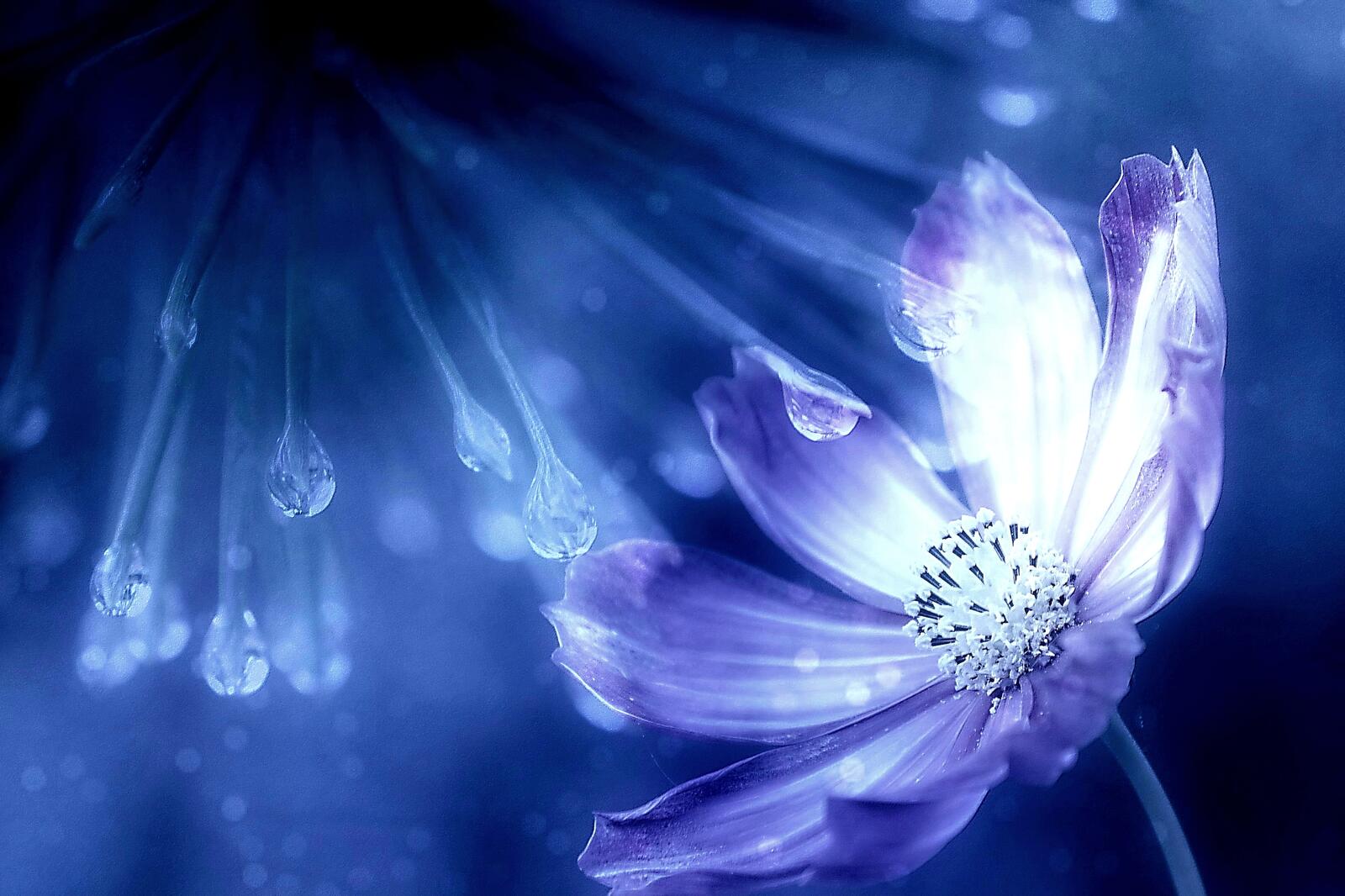 Бесплатное фото Космея - капли дождя и цветы