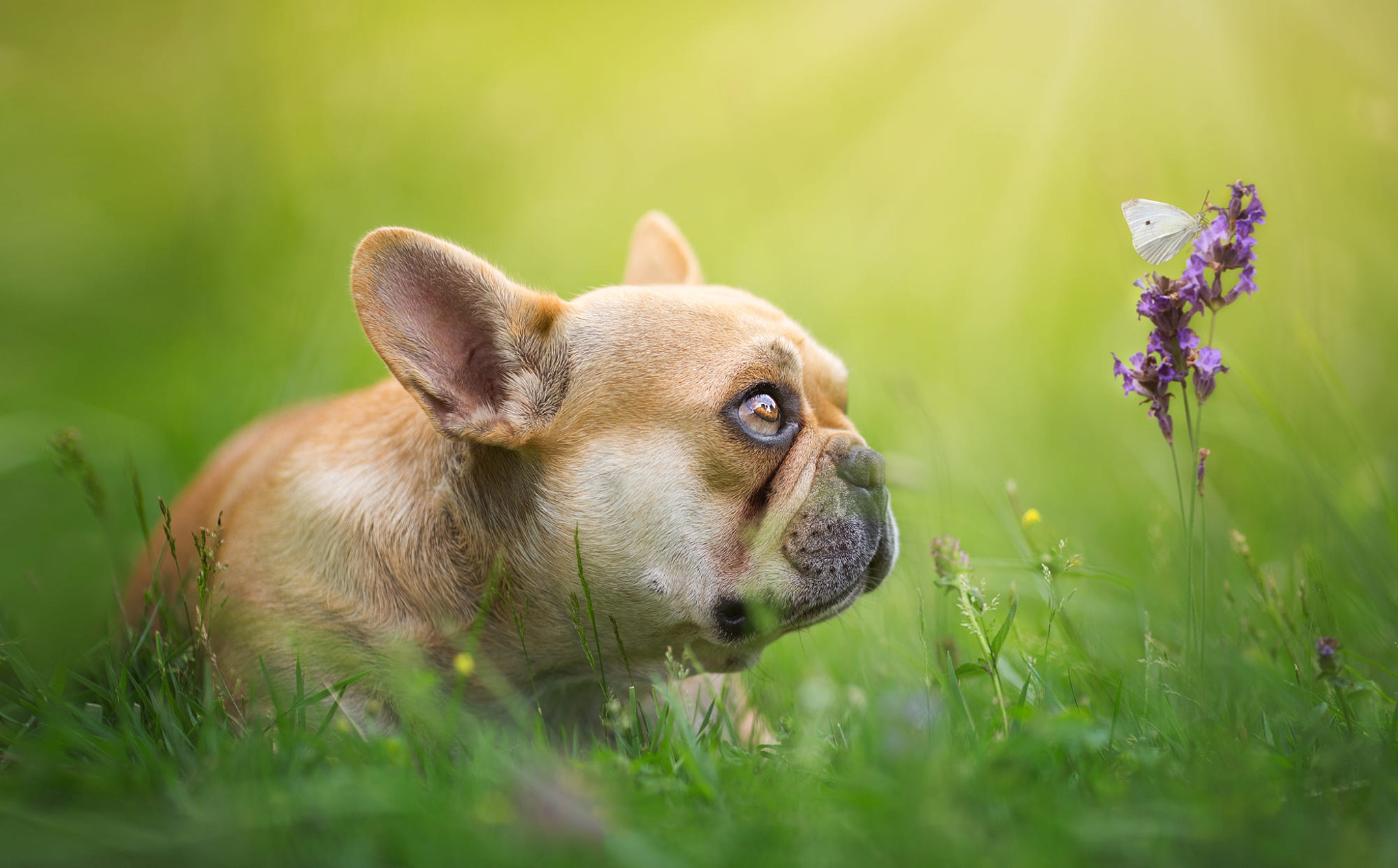 Free photo Puppy and Butterfly