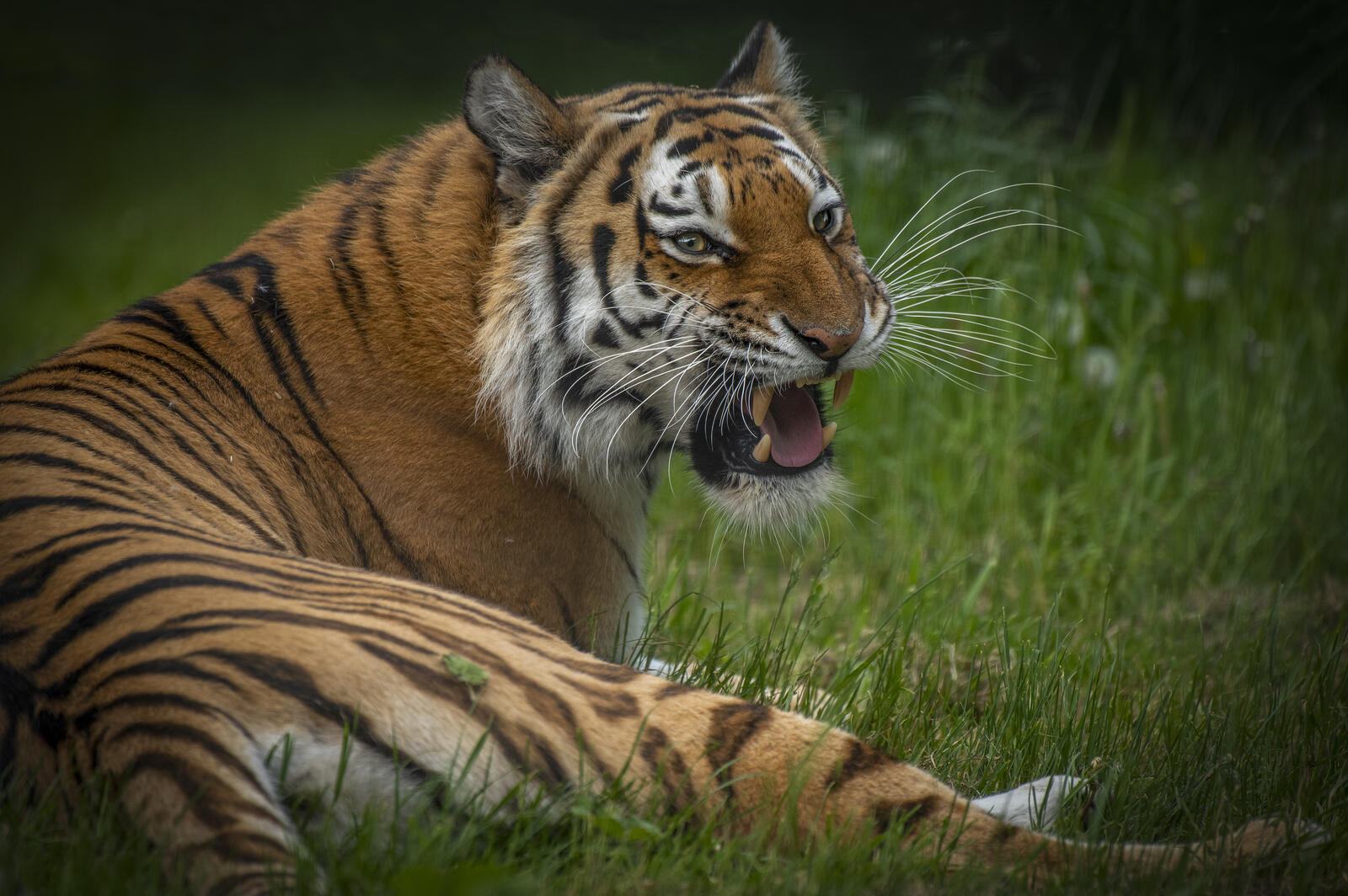 Free photo Wallpaper Amur tiger, big cat of high quality