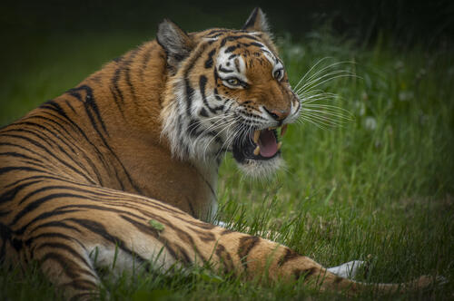 Wallpaper Amur tiger, big cat of high quality