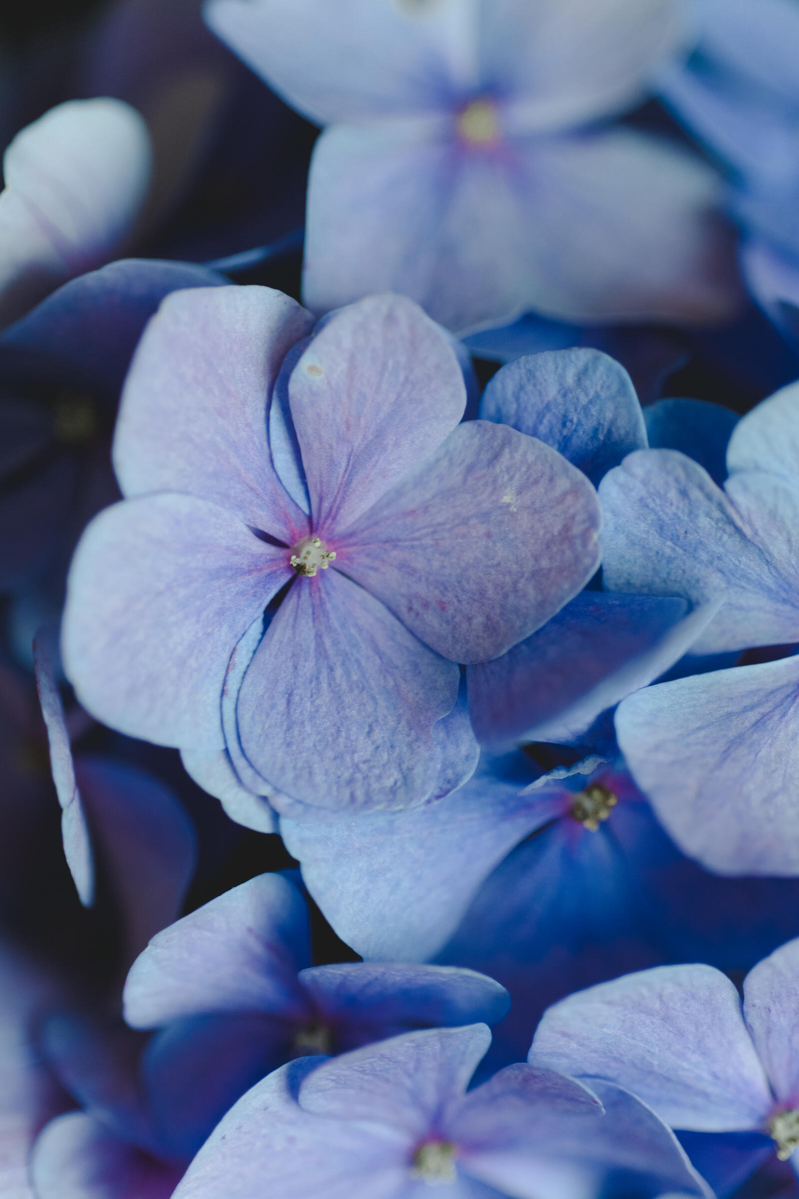 Wallpapers plante plant blue flowers on the desktop