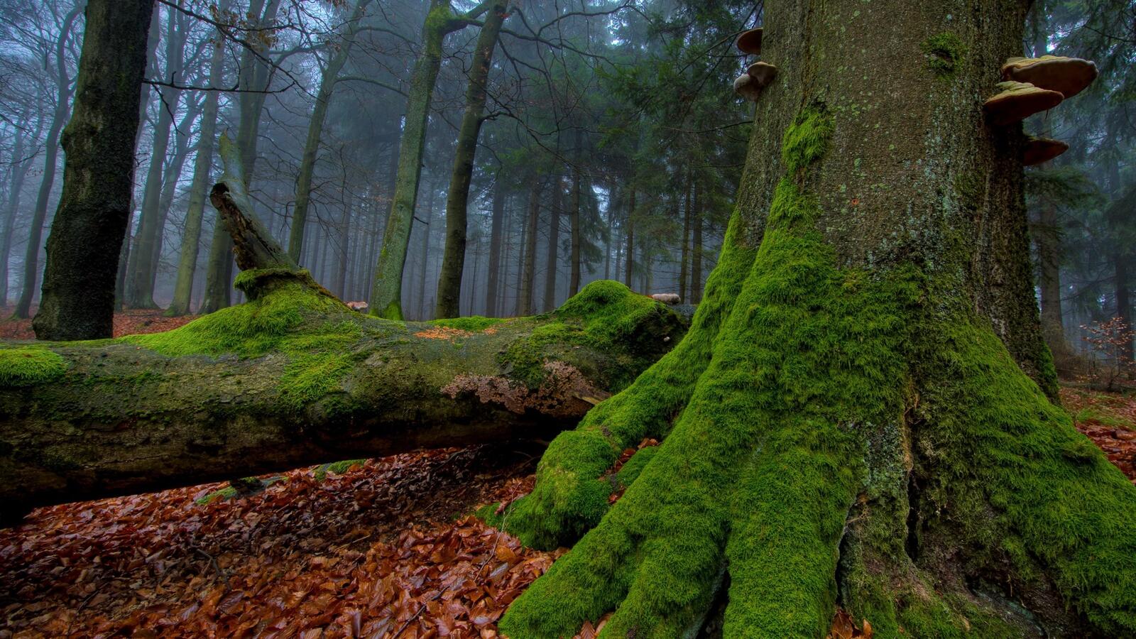 Wallpapers forest nature moss on the desktop