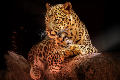 Отдыхающий леопард на дереве