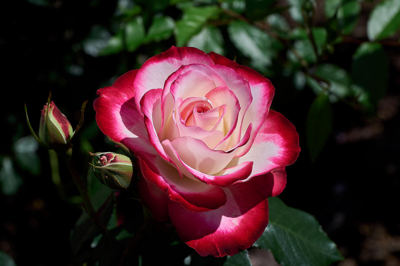 Обои цветы цветочная композиция роза на рабочий стол