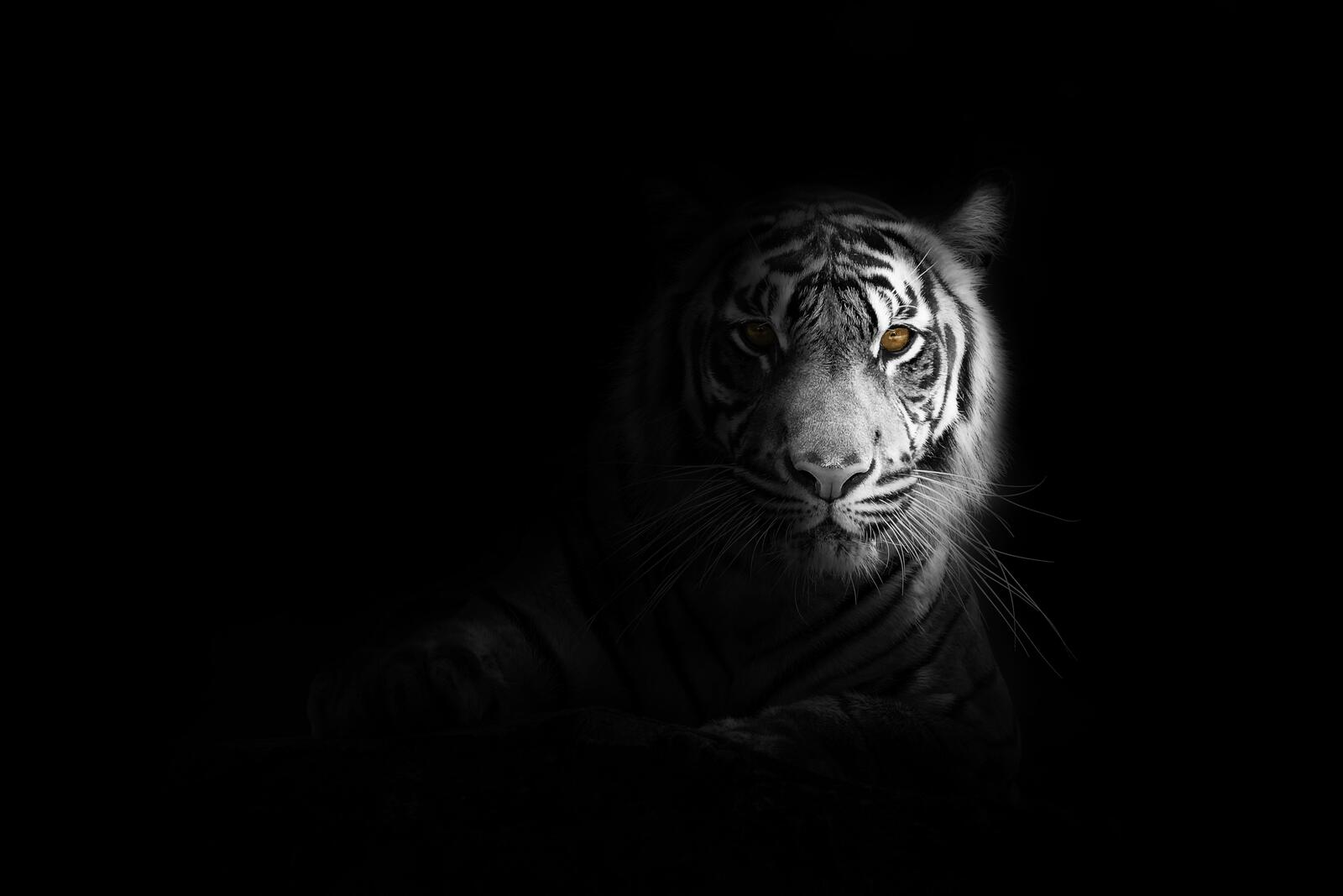 Wallpapers black and white tiger monochrome on the desktop