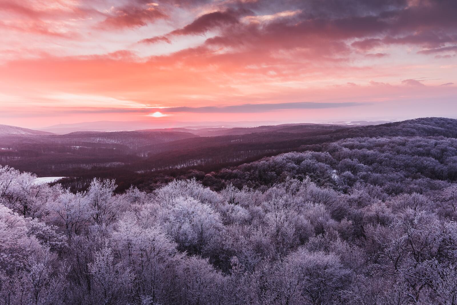 Wallpapers frost the sunset the tops of the trees on the desktop
