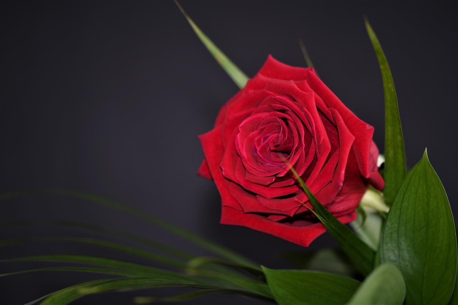 桌面上的壁纸红蕾 红玫瑰 孤芳