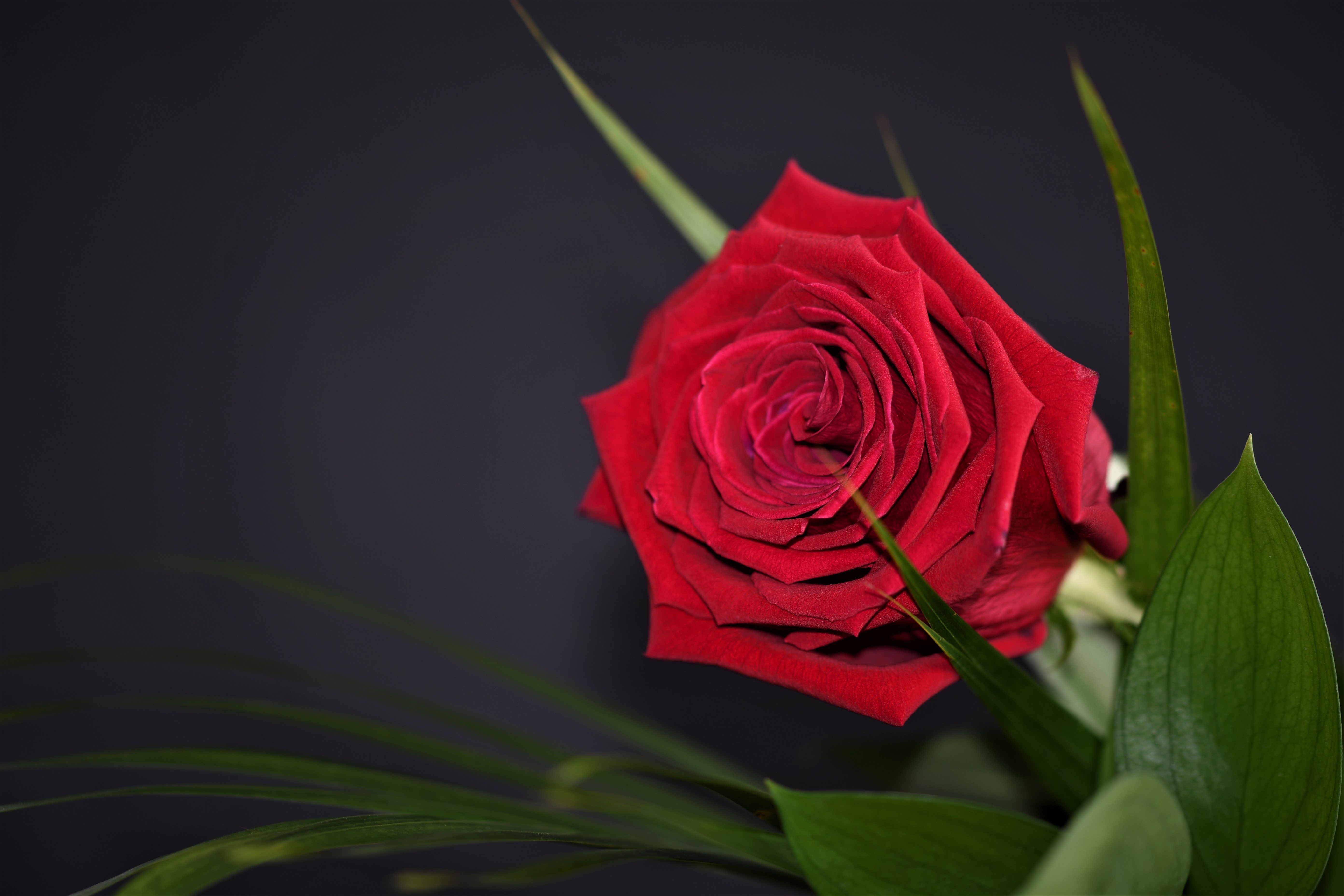 Wallpapers red bud red rose lonely rose on the desktop