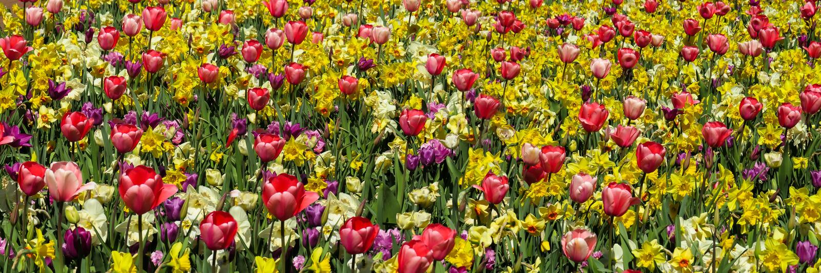 免费照片大片田野上五颜六色的水仙花