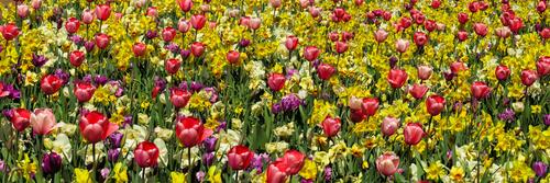 Colorful daffodils in a large field
