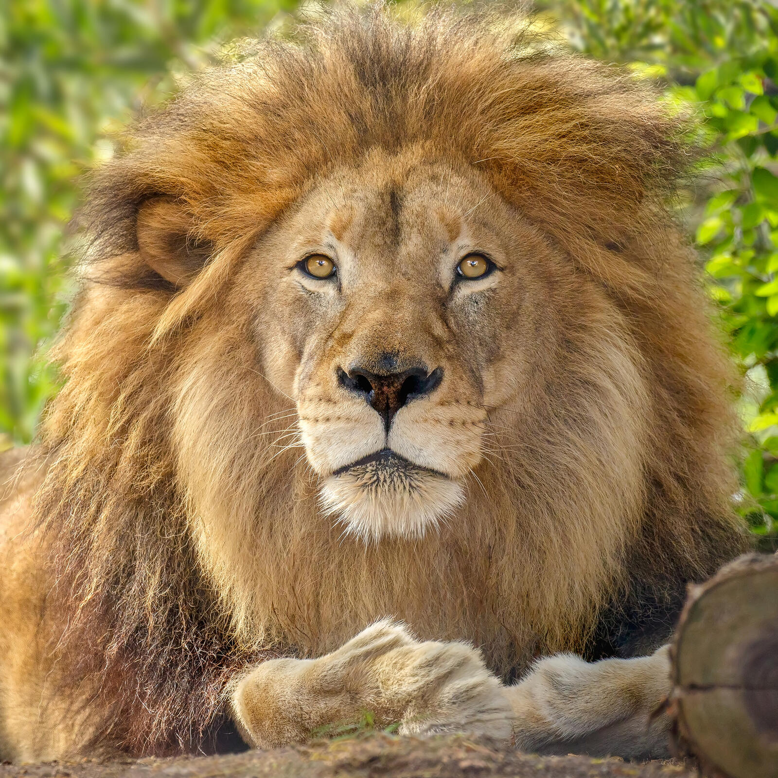 Обои портретное фото хищник лев на рабочий стол