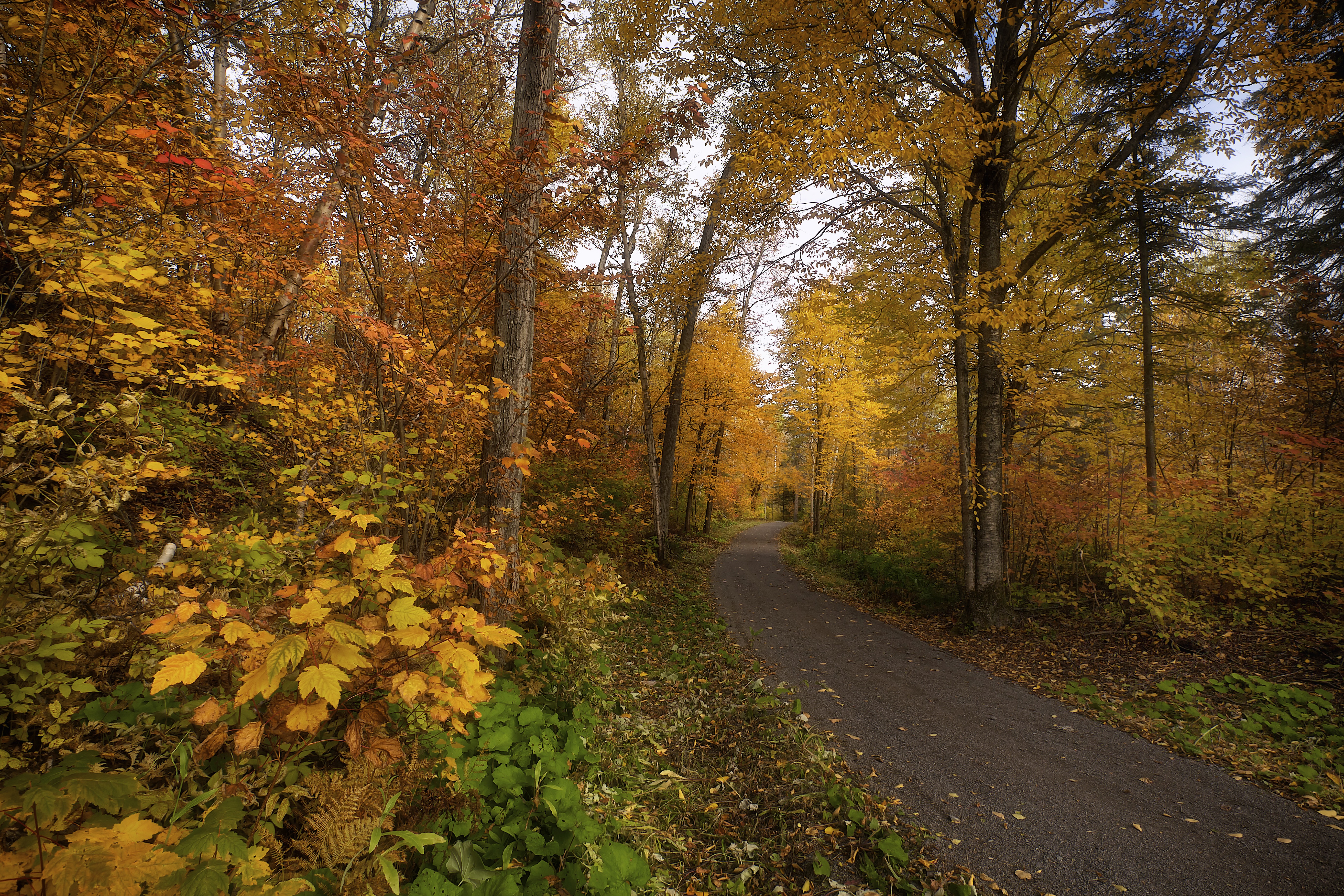 免费照片秋天的森林路径