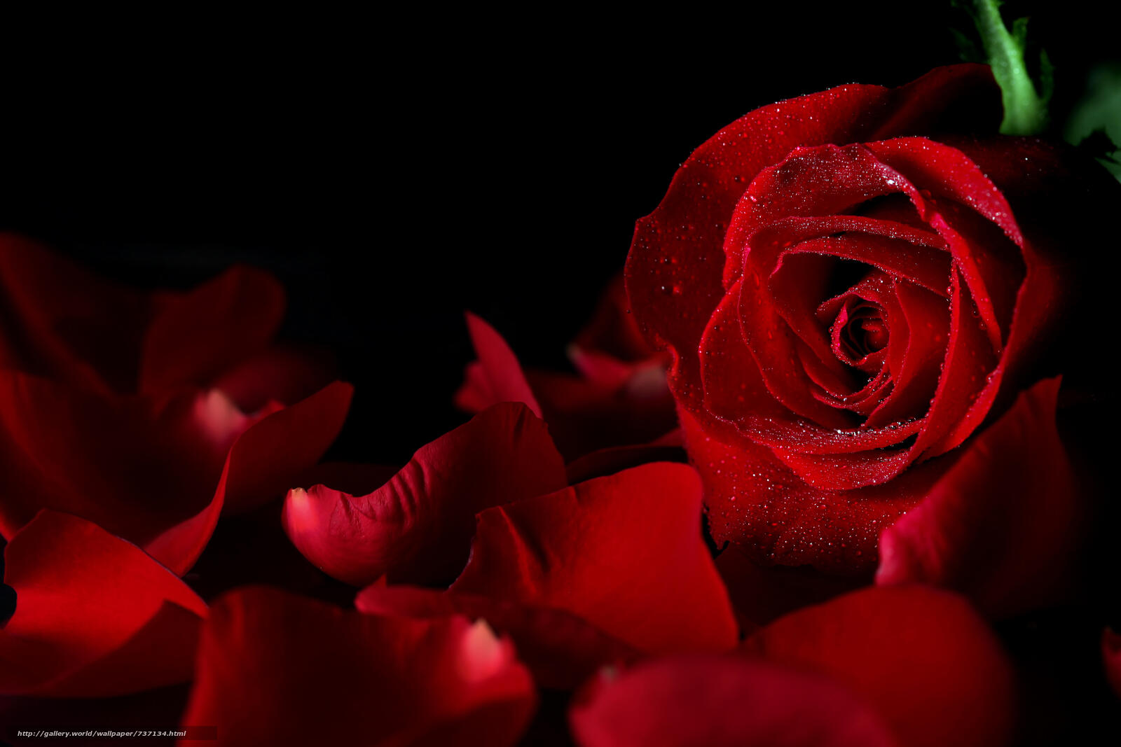 Wallpapers drops of water love red roses on the desktop