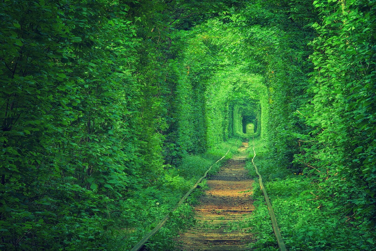 Wallpapers leaves nature railway on the desktop