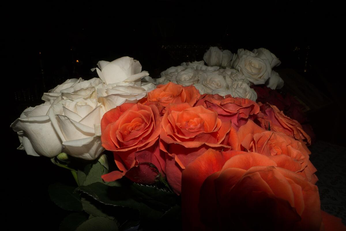免费的花束，玫瑰 - 美丽的照片