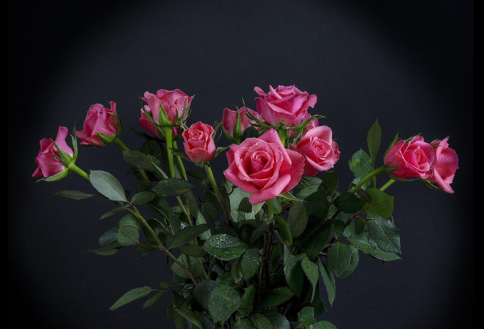 桌面上的壁纸玫瑰 露珠 鲜花