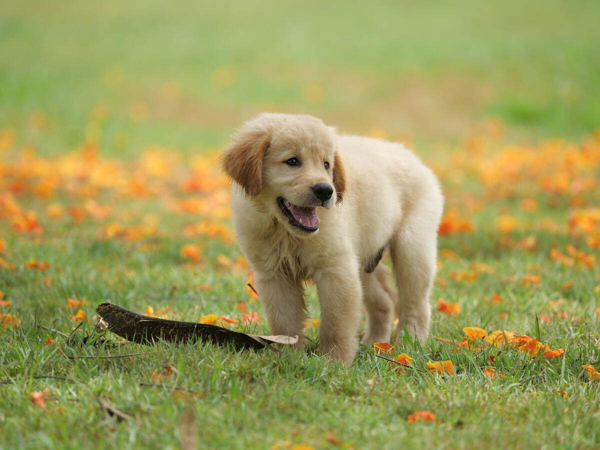 Puppy on the lawn