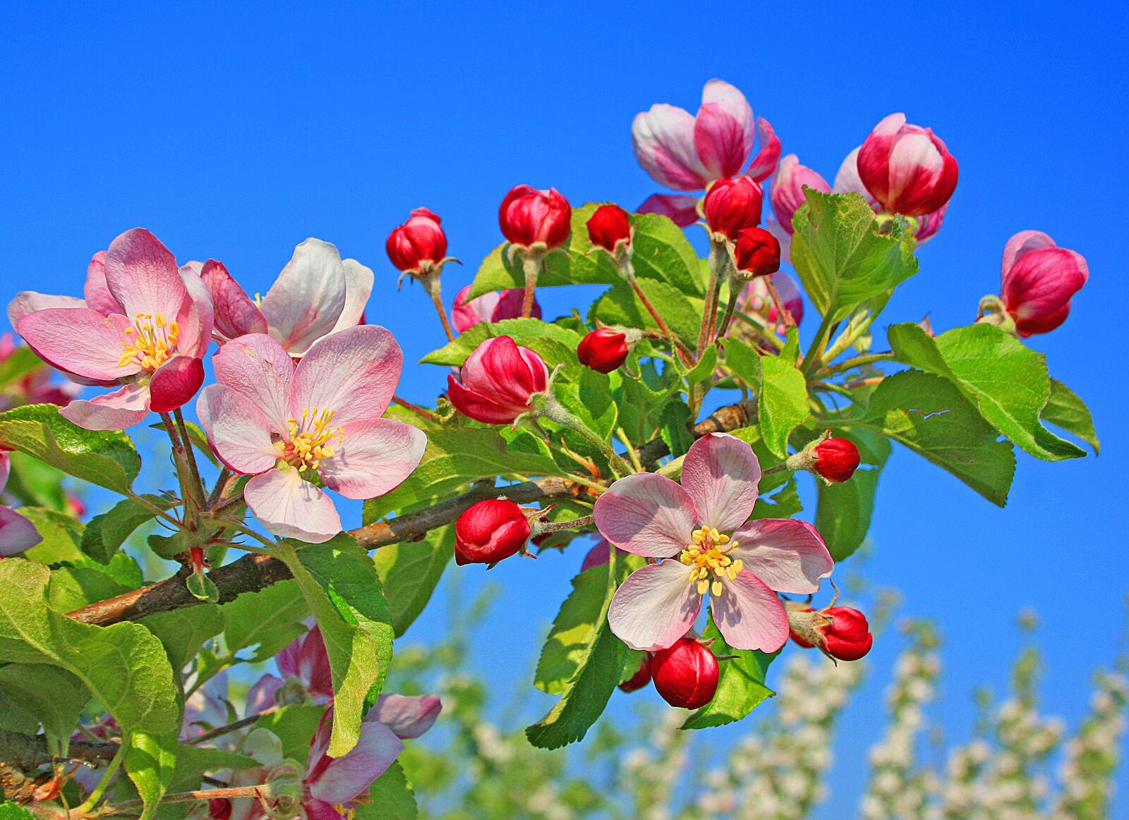 Обои Яблоневый цвет яблони цветение на рабочий стол