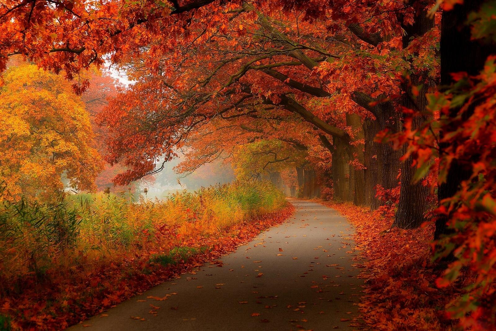 Wallpapers autumn forest walk on the desktop