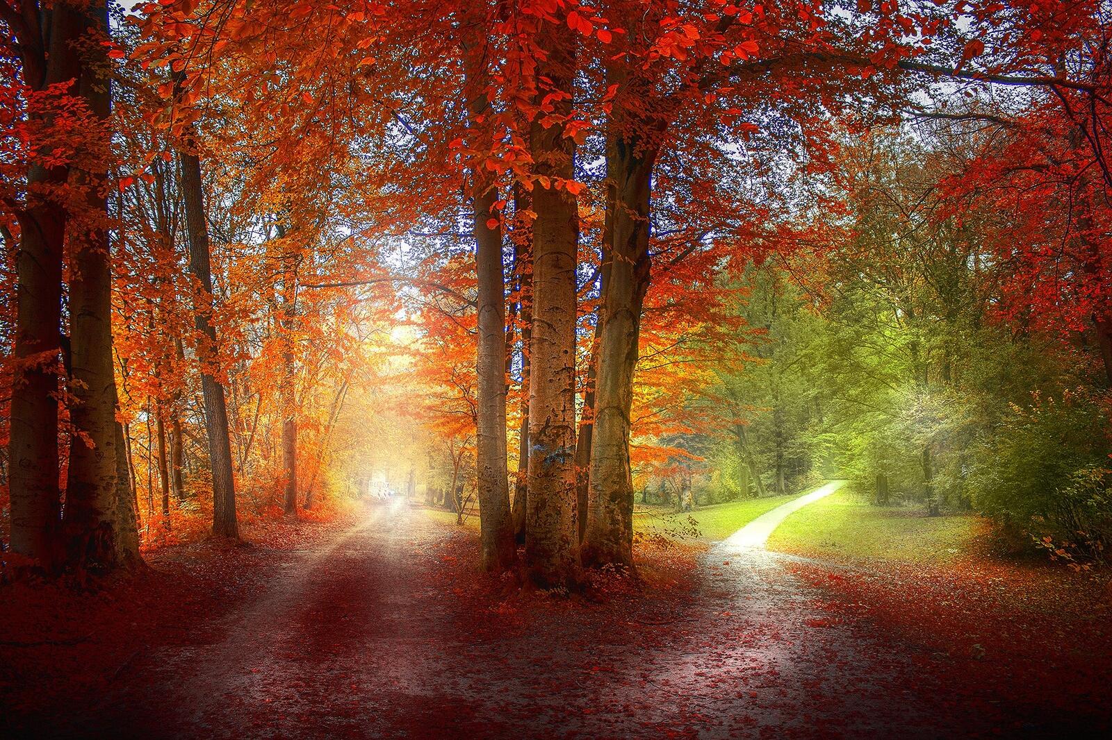 Wallpapers Pathway fallen leaves a path on the desktop