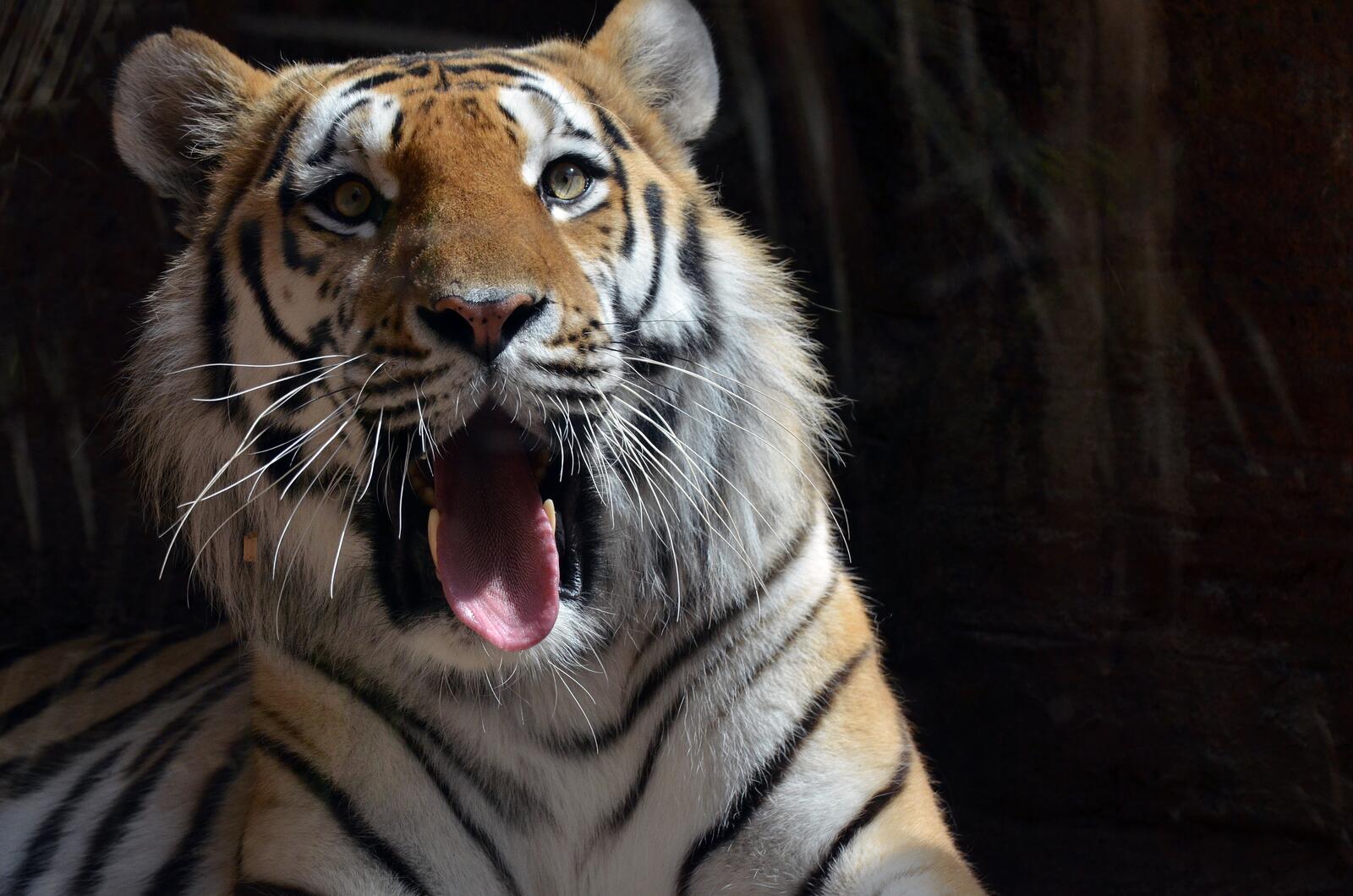 Обои тигр зевает язык на рабочий стол