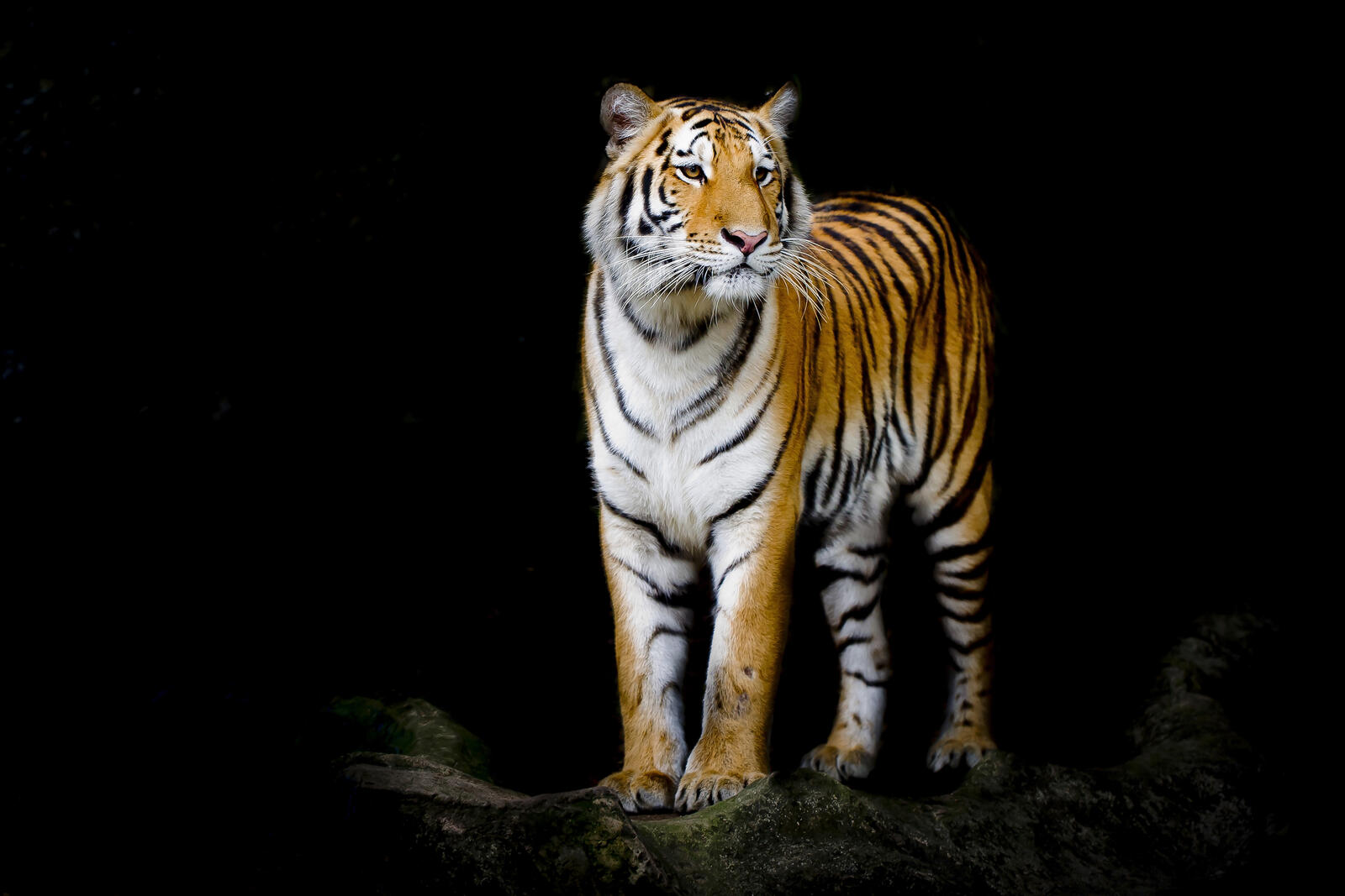 Обои портрет тигра тигра семейства кошачьих на рабочий стол