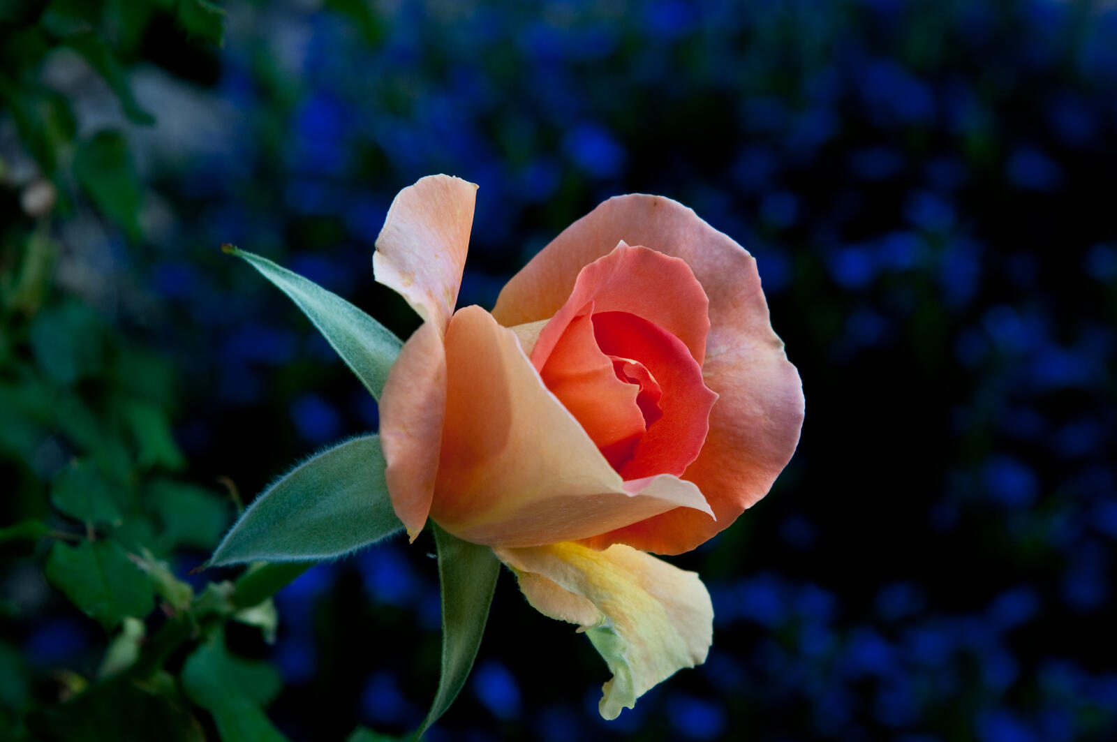 Обои роза розы бутон розы на рабочий стол