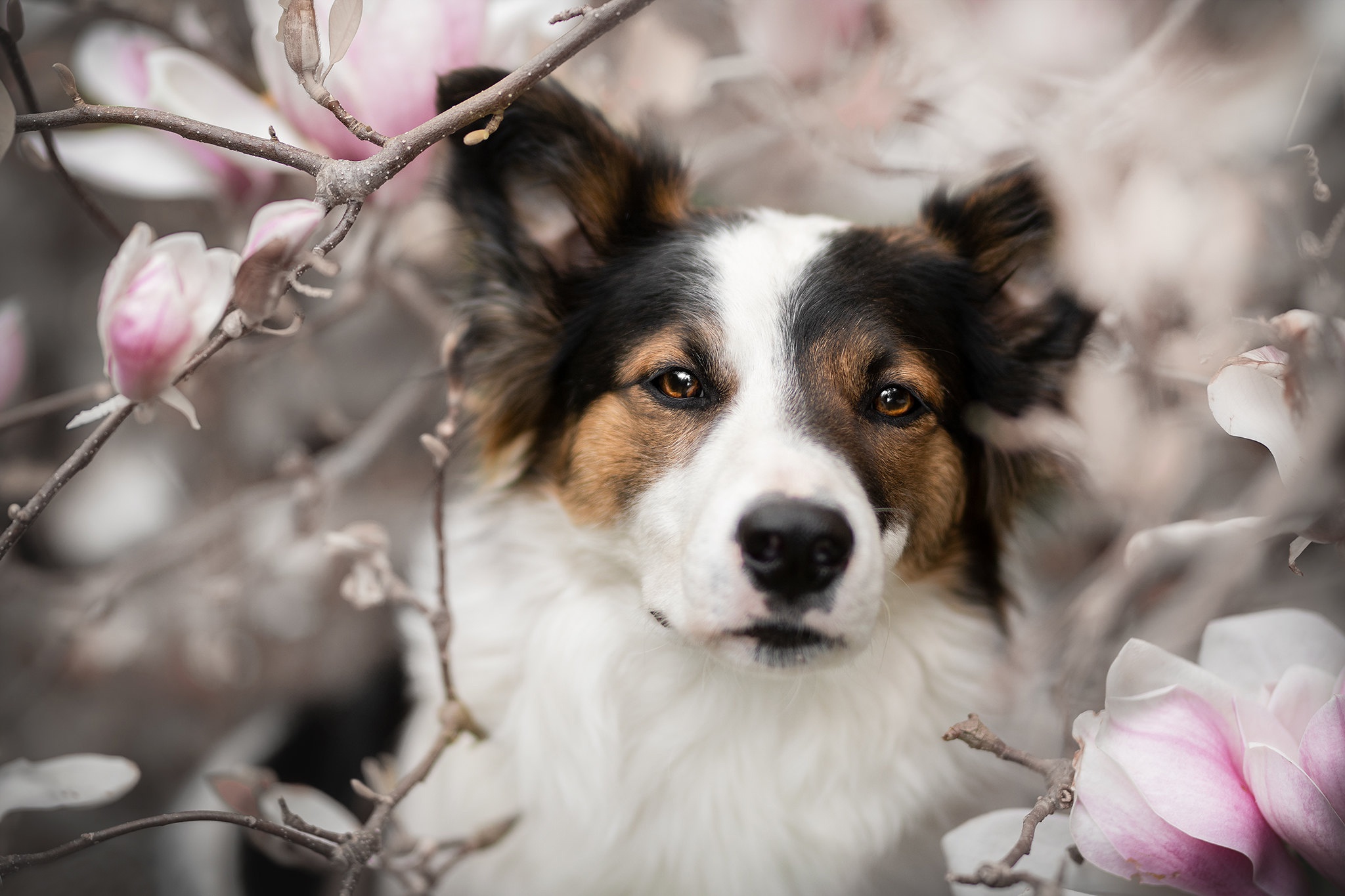 Dog and magnolia flowers