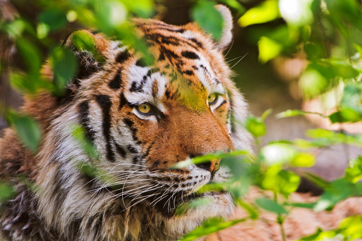 Тигр смотрит из-за веток дерева