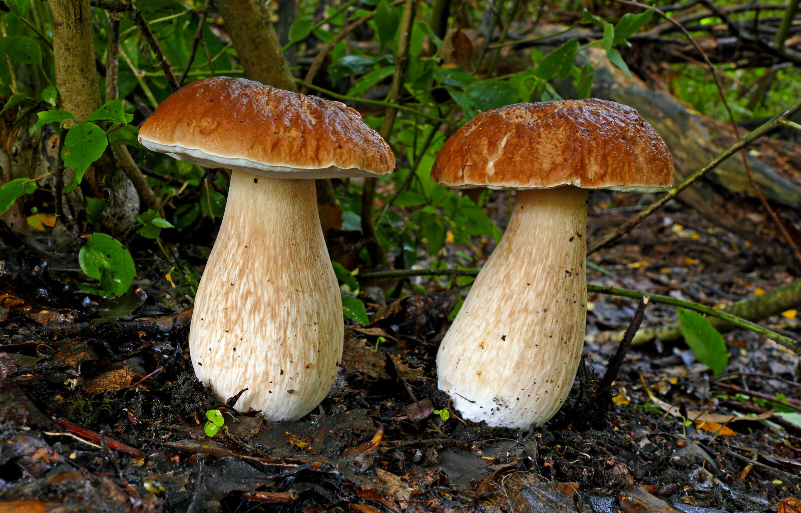 Обои белый гриб гриб грибы на рабочий стол