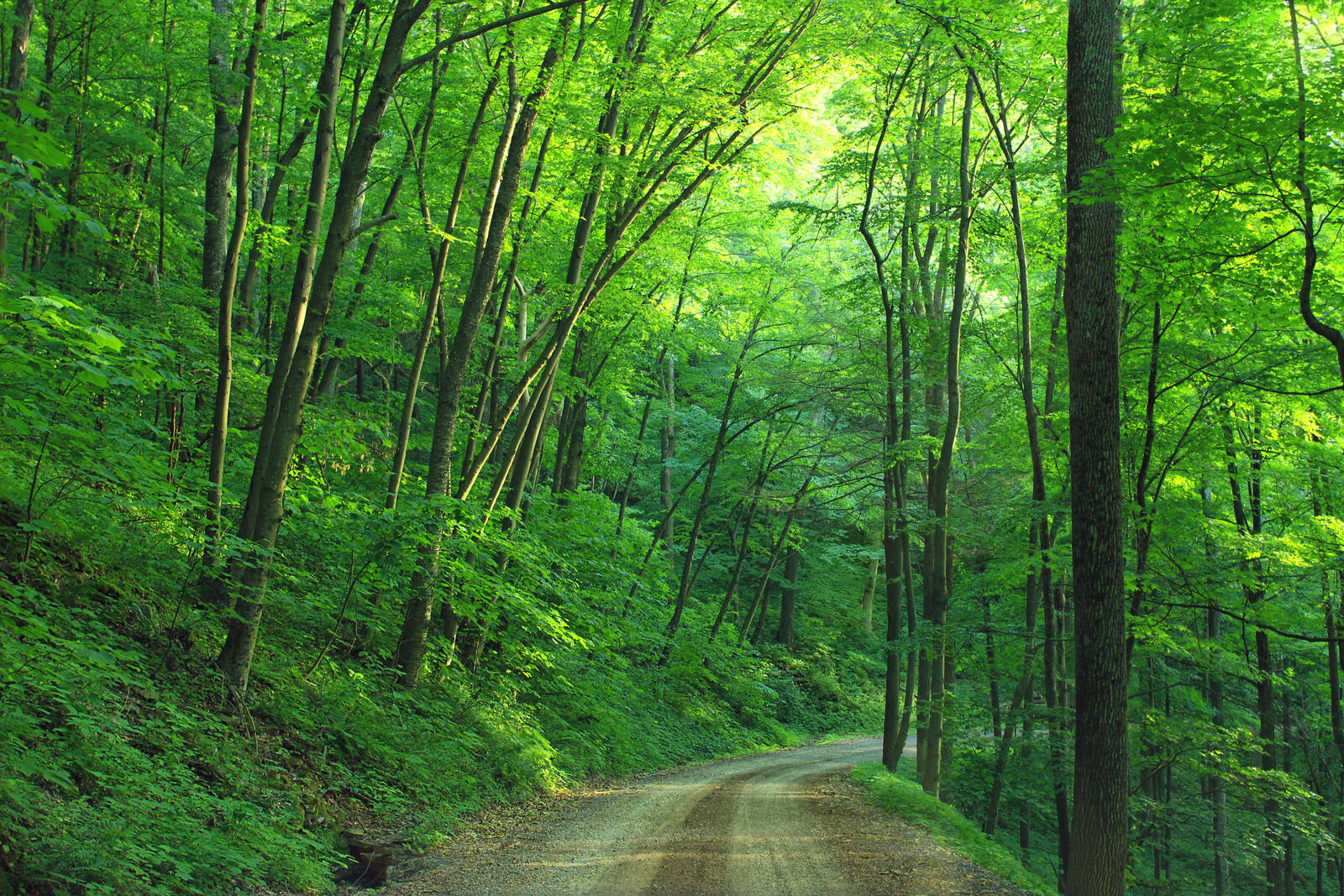 Обои дорога среди деревьев лесная степь летний лес на рабочий стол