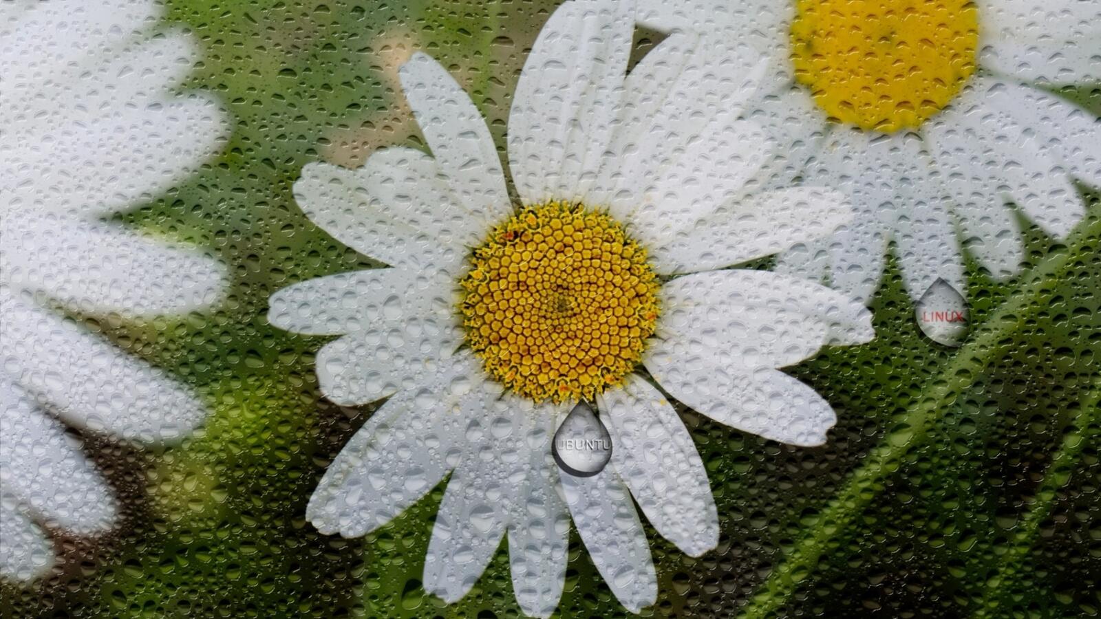 Wallpapers chamomile flowers drops on the desktop