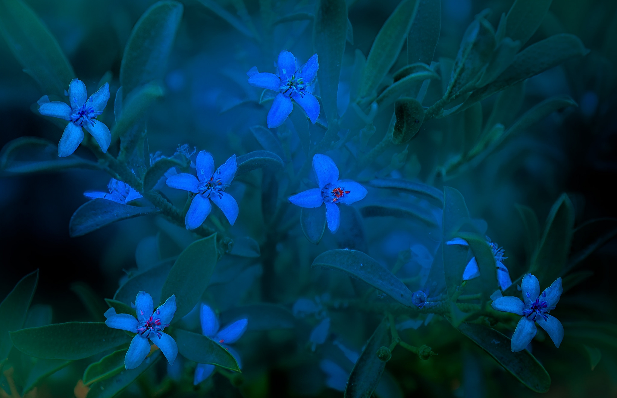 Фото бесплатно яркие цветы, растение, флора